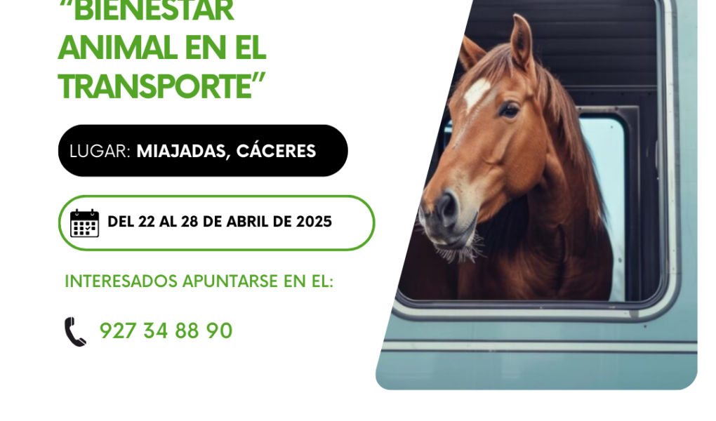 Curso (21)