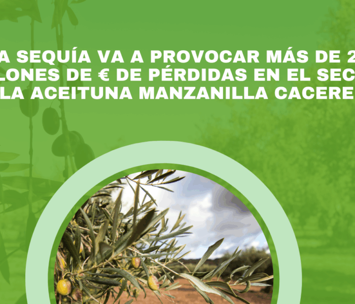 La sequía va a provocar más de 27 millones de € de pérdidas en el sector de la aceituna manzanilla cacereña.