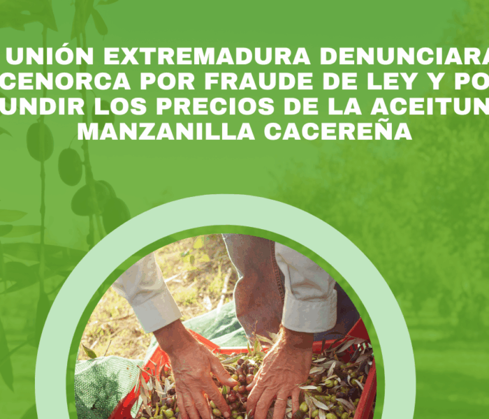 La sequía va a provocar más de 27 millones de € de pérdidas en el sector de la aceituna manzanilla cacereña. (1)